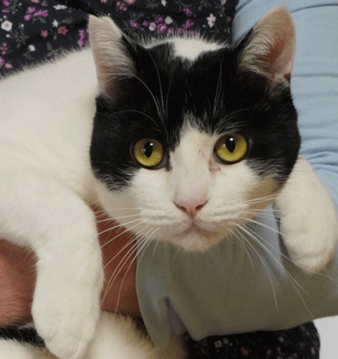 なつこい黒白の男の子 のんちゃん 長後の猫の里親募集 ジモティー