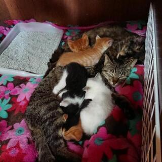 3月26日産まれの仔猫8匹です