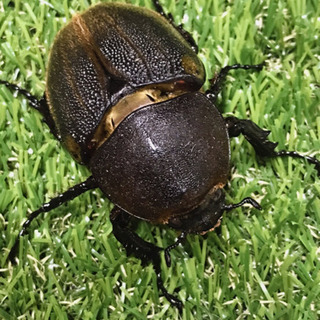 値下げ】ヘラクレス 節約 ✨成虫ペア 