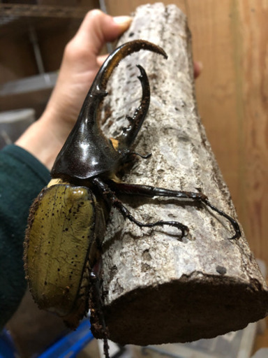 ヘラクレスオオカブトムシ　オスメスペア　その2