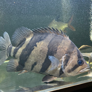 ダトニオ約35センチ。