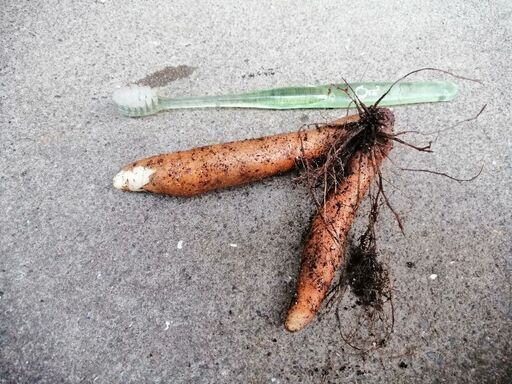 グロリオサ球根数点 A 東大宮のその他の中古あげます 譲ります ジモティーで不用品の処分