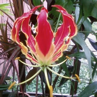 グロリオサ球根数点 A 東大宮のその他の中古あげます 譲ります ジモティーで不用品の処分