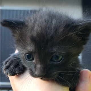 ★★お話中★★★ 子猫　生後1ヶ月　黒猫　性格おとなしいです　野良猫