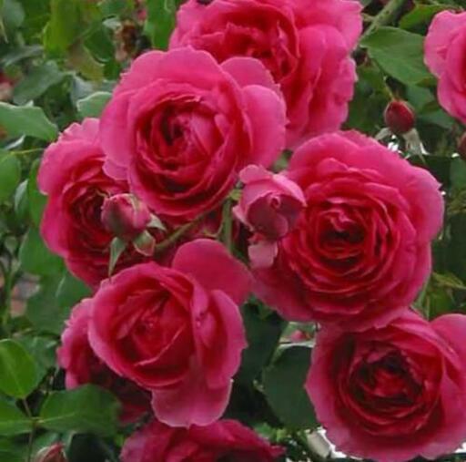 取引中 つるバラパレード挿し木 レジコ プロフ必読願 門沢橋のその他の中古あげます 譲ります ジモティーで不用品の処分