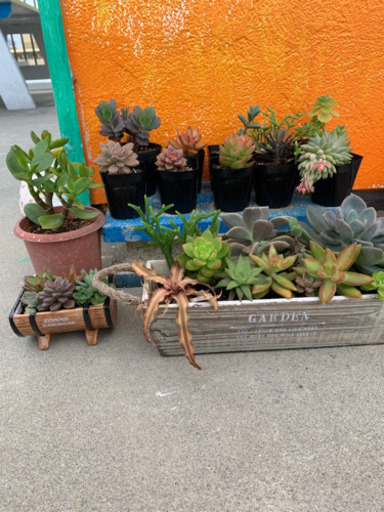 多肉植物 おまとめ Nee 古島のおもちゃの中古あげます 譲ります ジモティーで不用品の処分
