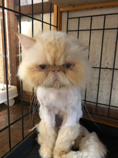 エキゾチックロングヘアー やまちゃん 伊勢原の猫の里親募集 ジモティー エキゾチックロングヘアー やまちゃん 伊勢原の猫の里親募集 ジモティー