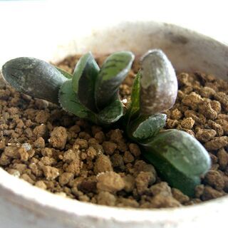 多肉植物　ハオルチア　毛蟹×スプリン