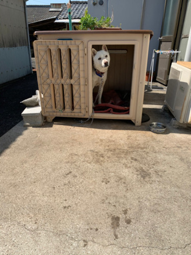 紀州犬混じりの雑種急募イノシシ除けに 涼子 宿毛のその他の里親募集 ジモティー