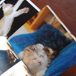 猫の写真集　２冊