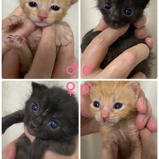 「愛知県動物愛護センター」から引き出し2頭