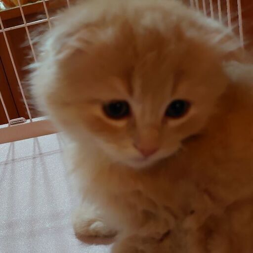 可愛いマンチカンの仔猫あげます ねここ 安曇川の猫の里親募集 ジモティー