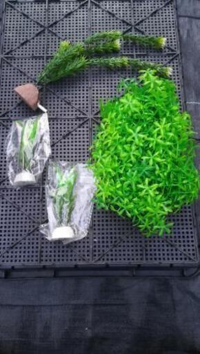 人口水草3種類 T50 内宿のその他の中古あげます 譲ります ジモティーで不用品の処分