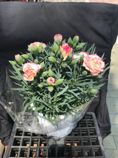 母の日カーネーション高級品種が６００円他店と比べてください 迷う価格設定ではありません 7日まで入荷します 花遊瑞花 ナックル 鴻巣のその他の中古あげます 譲ります ジモティーで不用品の処分