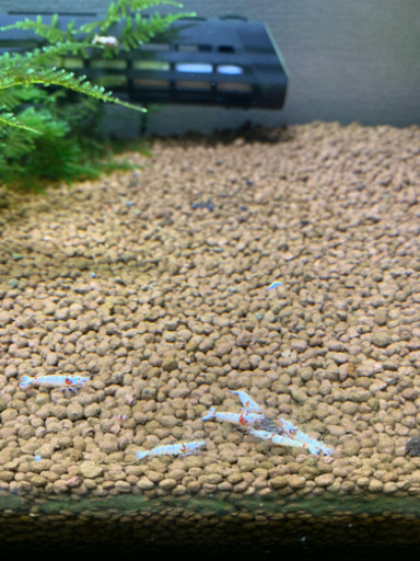 レッドビシュリンプ熱帯魚 Taku 片浜のその他の中古あげます 譲ります ジモティーで不用品の処分