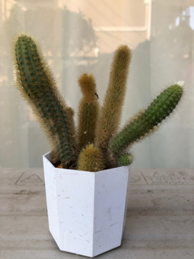 多肉植物金紐サボテン 抜き苗 睦月 南行徳の生活雑貨の中古あげます 譲ります ジモティーで不用品の処分 多肉植物金紐サボテン 抜き苗 睦月 南行徳の生活雑貨の中古あげます 譲ります ジモティーで不用品の処分