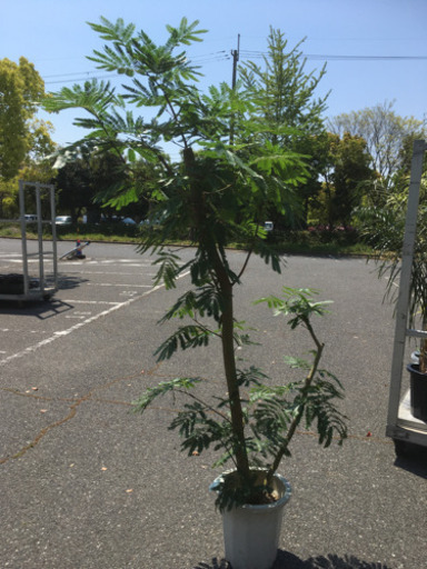 観葉植物　エバフレッシュ