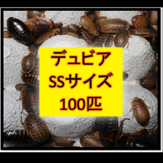 デュビア  SSサイズ　100匹