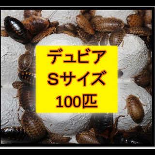 デュビア  Sサイズ　100匹