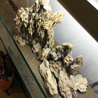 GW限定水槽セット GW限定水槽セット