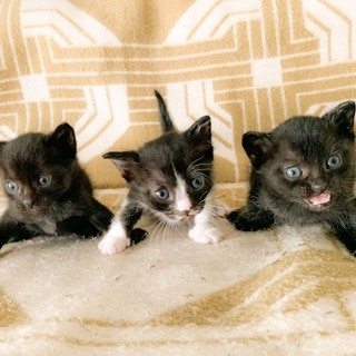 生後2ヶ月、黒・黒・白黒の3兄弟子猫です。