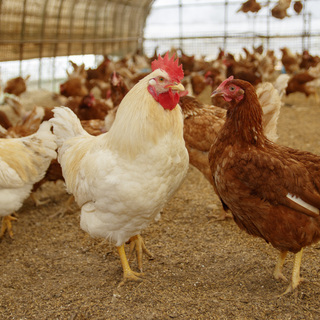 【鶏糞】信州松代平飼い有精卵「大地の卵」の安心・安全な鶏糞差し上...