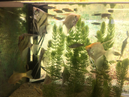 飼えなくなった熱帯魚 引取ります ガムシ 玉名の買いたい くださいの助け合い ジモティー