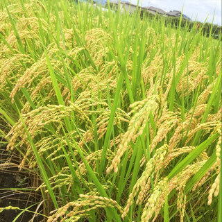 空き田んぼです。畑で使っても可