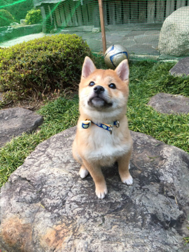 里親決まりました 柴犬 生後4ヶ月 柴犬大好き 大阪の犬の里親募集 ジモティー