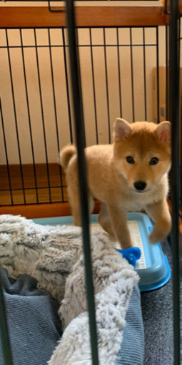 里親決まりました 柴犬 生後4ヶ月 柴犬大好き 大阪の犬の里親募集 ジモティー