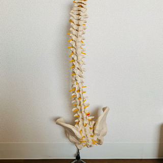 脊柱、骨盤の骨模型