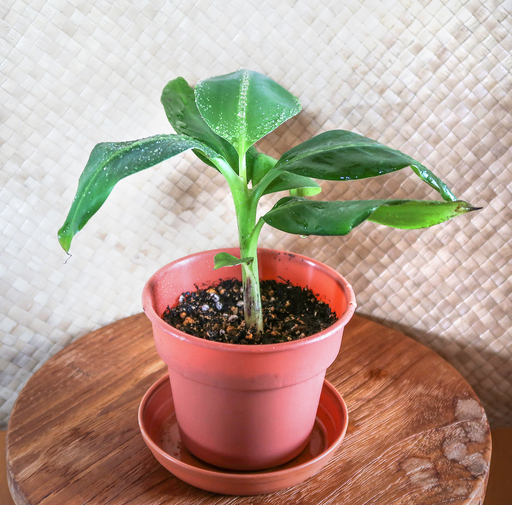 三尺バナナの子株観葉植物可愛い子株 Zonica 東神奈川のその他の中古あげます 譲ります ジモティーで不用品の処分