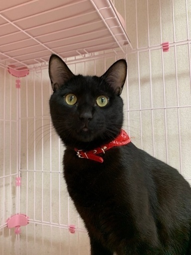 臆病から甘えん坊になったしんちゃん (保護猫倶楽部) 札幌の猫の里親 