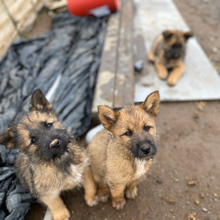 子犬の里親募集します