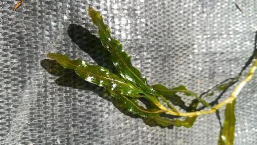 水草エビモ10本 T50 内宿のその他の中古あげます 譲ります ジモティーで不用品の処分 水草エビモ10本 T50 内宿のその他の中古あげます 譲ります ジモティーで不用品の処分