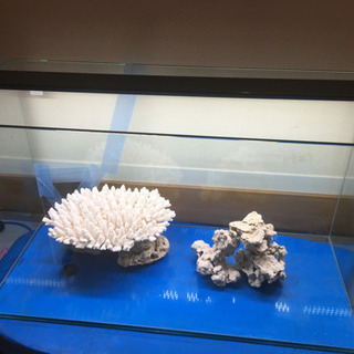 観葉植物の温室 爬虫類やカブトムシの飼育などに大きな水槽は 如何ですか ゆずるん 藤枝のその他の中古あげます 譲ります ジモティーで不用品の処分