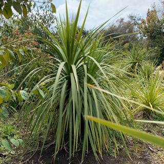 ドラセナニオイシュロラン 緑 税別