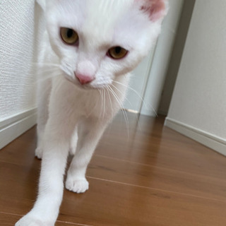 白猫ちゃん　3か月 - 太田市