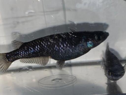 オロチブラックダイヤメダカ 若魚 約1 5 2 5 位の個体です10匹 6匹無選別 國めだか てだこ浦西のその他の中古あげます 譲ります ジモティーで不用品の処分 オロチブラックダイヤメダカ 若魚 約1 5 2 5 位の個体です10匹 6匹無選別 國めだか てだこ浦西のその他の中古あげます 譲ります ジモティーで不用品の処分