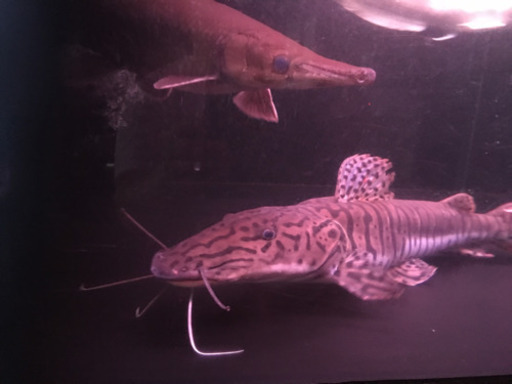 タイガーシャベルノーズキャット  特大  交換も可能