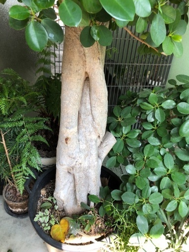 パンダガジュマル特大 パンダガジュマル特大