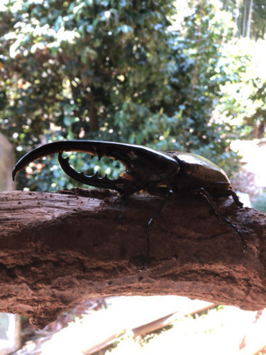 ヘラクレスオオカブトムシ　ペアその3