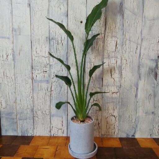 観葉植物 ストレリチア レギネ ゆっぴー 亀有の家具の中古あげます 譲ります ジモティーで不用品の処分 観葉植物 ストレリチア レギネ ゆっぴー 亀有の家具の中古あげます 譲ります ジモティーで不用品の処分