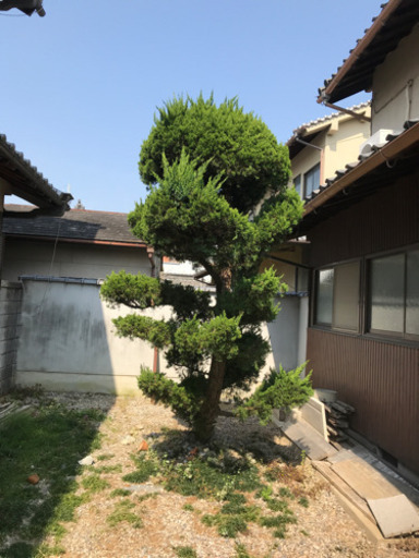 庭木