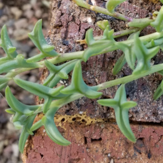 ★多肉植物 ネックレス系3種類 抜き苗