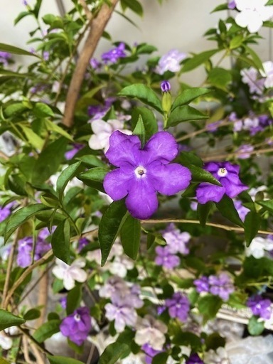 ニオイバンマツリカ母の日 やすい農園 上塩屋のその他の中古あげます 譲ります ジモティーで不用品の処分