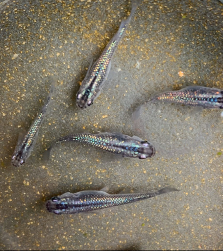 黒ラメ 玄彩宝 メダカ おかてつ 西神中央のその他の中古あげます 譲ります ジモティーで不用品の処分