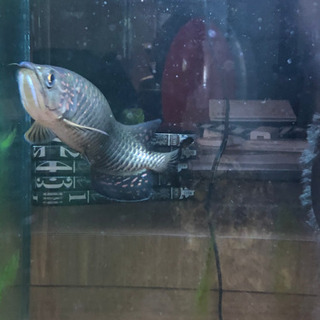 ノーザンバラムンディ 生体 美個体 【値引き】