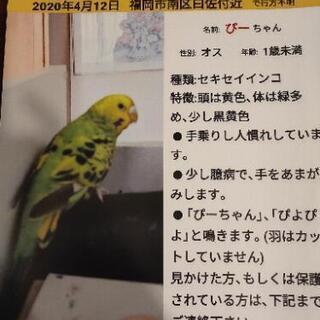 福岡市南区でセキセイインコを探しています！