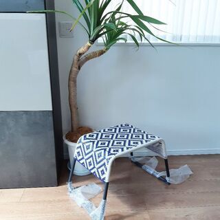 希少　パンダナス　観葉植物